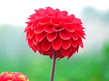 Red dahlia in drizzle by Zowauwart Of Chance