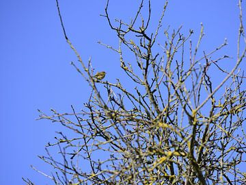 Een vogeltje in de boomtop van Gerard de Zwaan