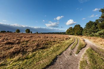 Heideveld met zandpad en dreigende lucht  