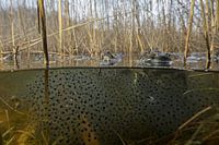 Rana temporaria, brown frog, common frog