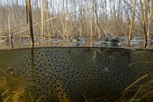 Rana temporaria, brown frog, common frog