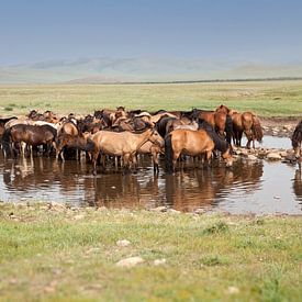 horses by Anne-Marie Vermaat