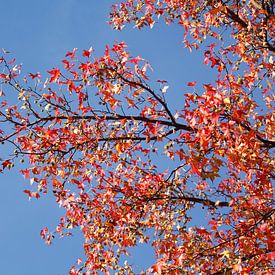 Érable (Acer ), feuilles d'automne colorées sur un érable, Allemagne sur Torsten Krüger