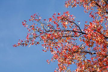 Esdoorn (Acer ), kleurrijke herfstbladeren aan een esdoorn, Duitsland van Torsten Krüger