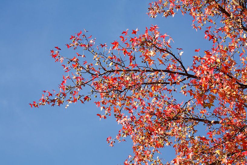 Érable (Acer ), feuilles d'automne colorées sur un érable, Allemagne par Torsten Krüger