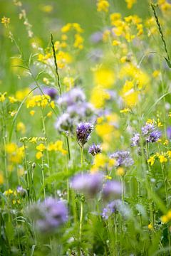 Violet et jaune sur Isa Dolk