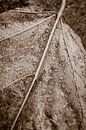 Feuille d'automne avec gouttes de pluie (Catalpa) en couleur sépia par Jefra Creations Aperçu