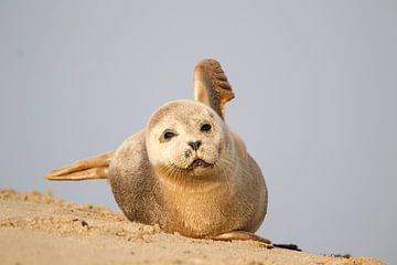 Common seal