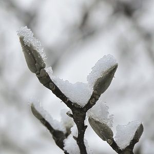 Magnolia in de winter