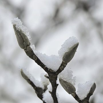 Magnolia in de winter van Bargo Kunst