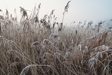 Bevroren riet in de winter met mist. van Janny Beimers