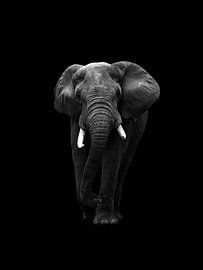 Walking elephant (black and white) by Ian Schepers