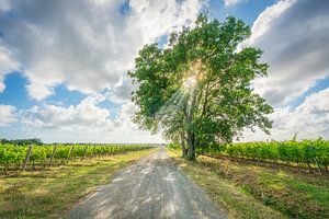 Toskanische Weinstraße und Baum in den Weinbergen von Bolgheri