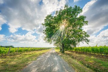 Toscaanse wijnroute en boom in de wijngaarden van Bolgheri van Stefano Orazzini