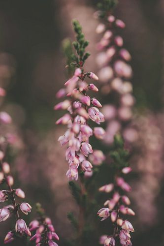 Mooie Heide in bloei