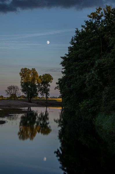 Zie de maan schijnt door de bomen par Femke van der Land