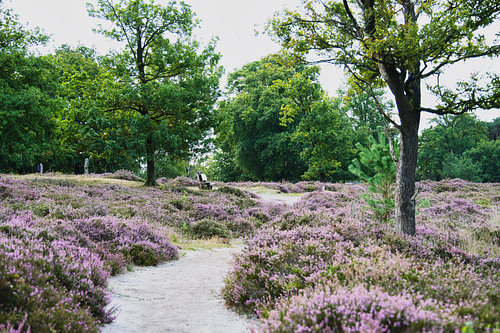 Weg entlang der Heide