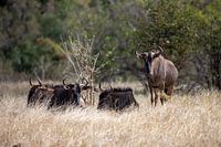 Gnoe | Zuid-Afrika | Krugerpark