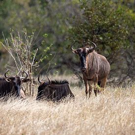 Gnoe | Zuid-Afrika | Krugerpark van Claudia van Kuijk