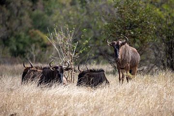 Gnus | Südafrika | Kruger Park von Claudia van Kuijk