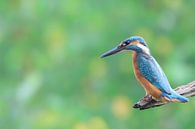 Ijsvogel van Karin van Rooijen Fotografie thumbnail