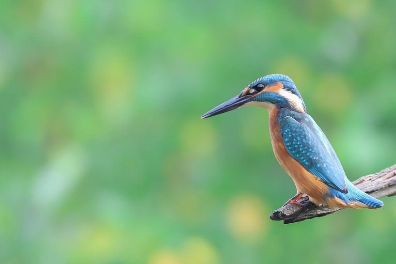 Ijsvogel van Karin van Rooijen Fotografie