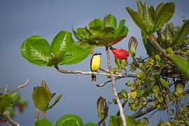 Grietjebie by Karel Frielink