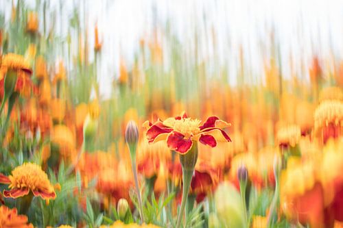 Aus der Serie "Distinguished": Afrika Laternen