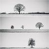 Eenzame bomen collage van Rob van der Pijll