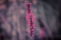 Lila blume