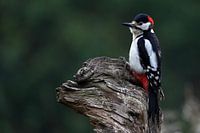Great Pied Woodpecker