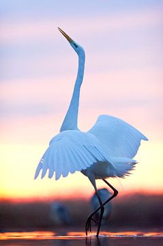 Great Egret, Ardea alba by Beschermingswerk voor aan uw muur