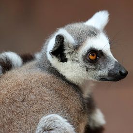 Katta sur Matthias Brix