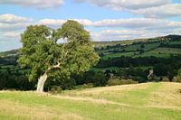 Arbre dans le paysage, Cotswolds (Angleterre)