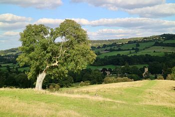 Tree in landscape, Cotswolds (England)