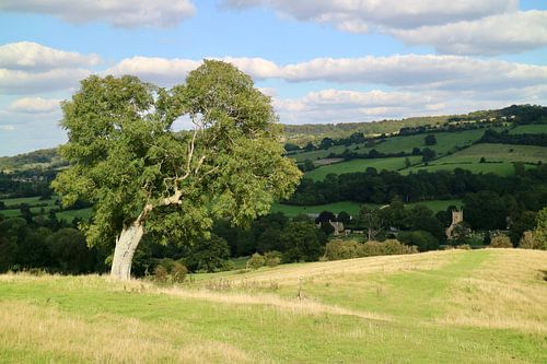 Tree in landscape, Cotswolds (England)