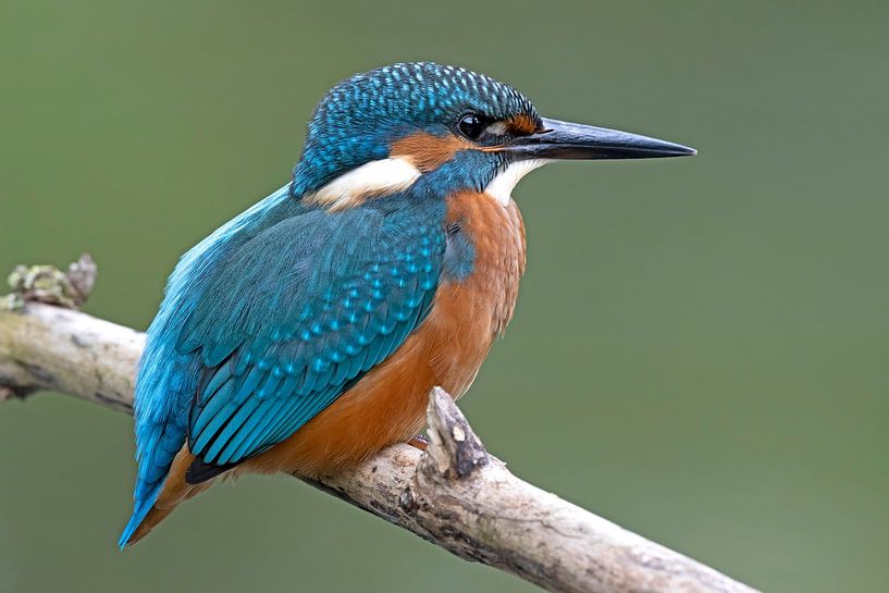 Kingfisher by Dirk Claes