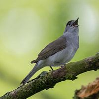Morgen-Ständchen