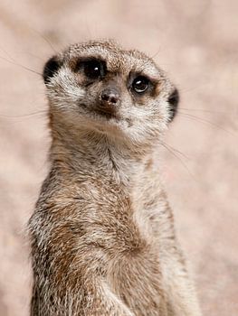 Meerkat stares into the world