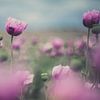 Papaver sur Caroline Meister