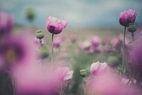 Papaver