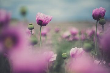 Papaver sur Caroline Meister