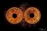 your  social eyes