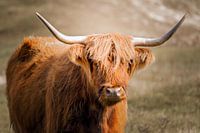 Scottish Highlander in the dunes