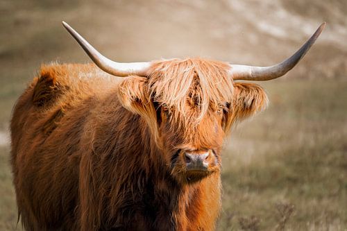 Schotse Hooglander in de duinen