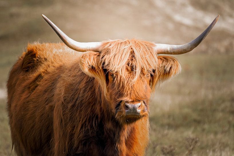 Scottish Highlander in the dunes by Nicolette Vermeulen