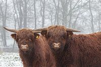 Highlander in the snow