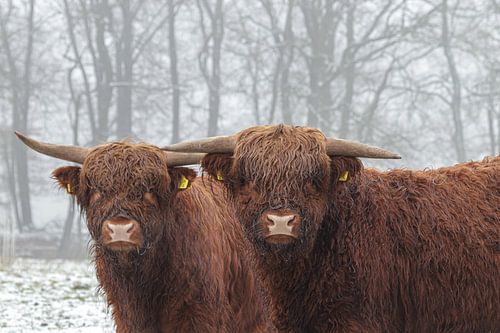 Highlander dans la neige