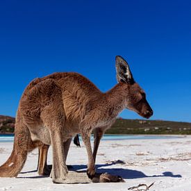 Kangaroo on a white beach in Western Australia by Coos Photography