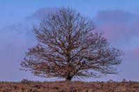 old tree at sunset